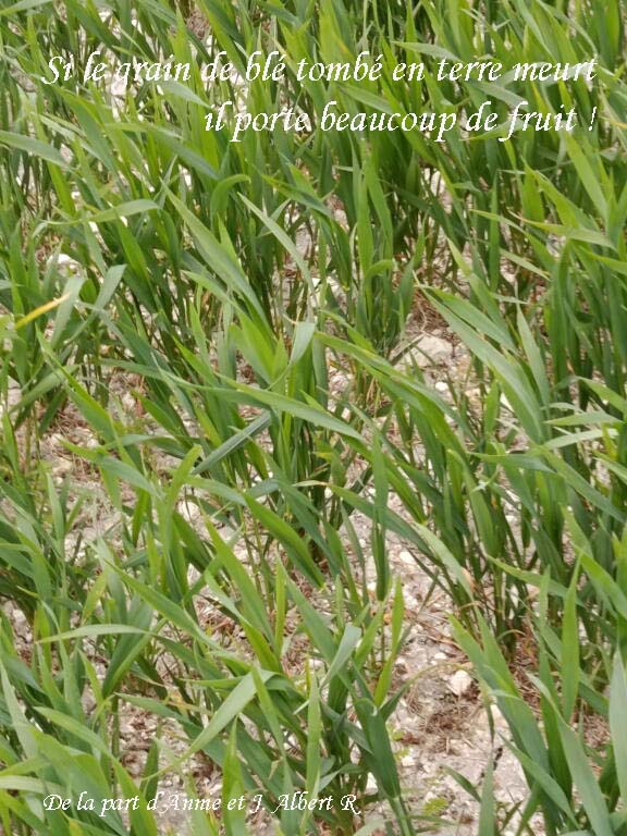 21-Annie-R-le-ble-en-terre