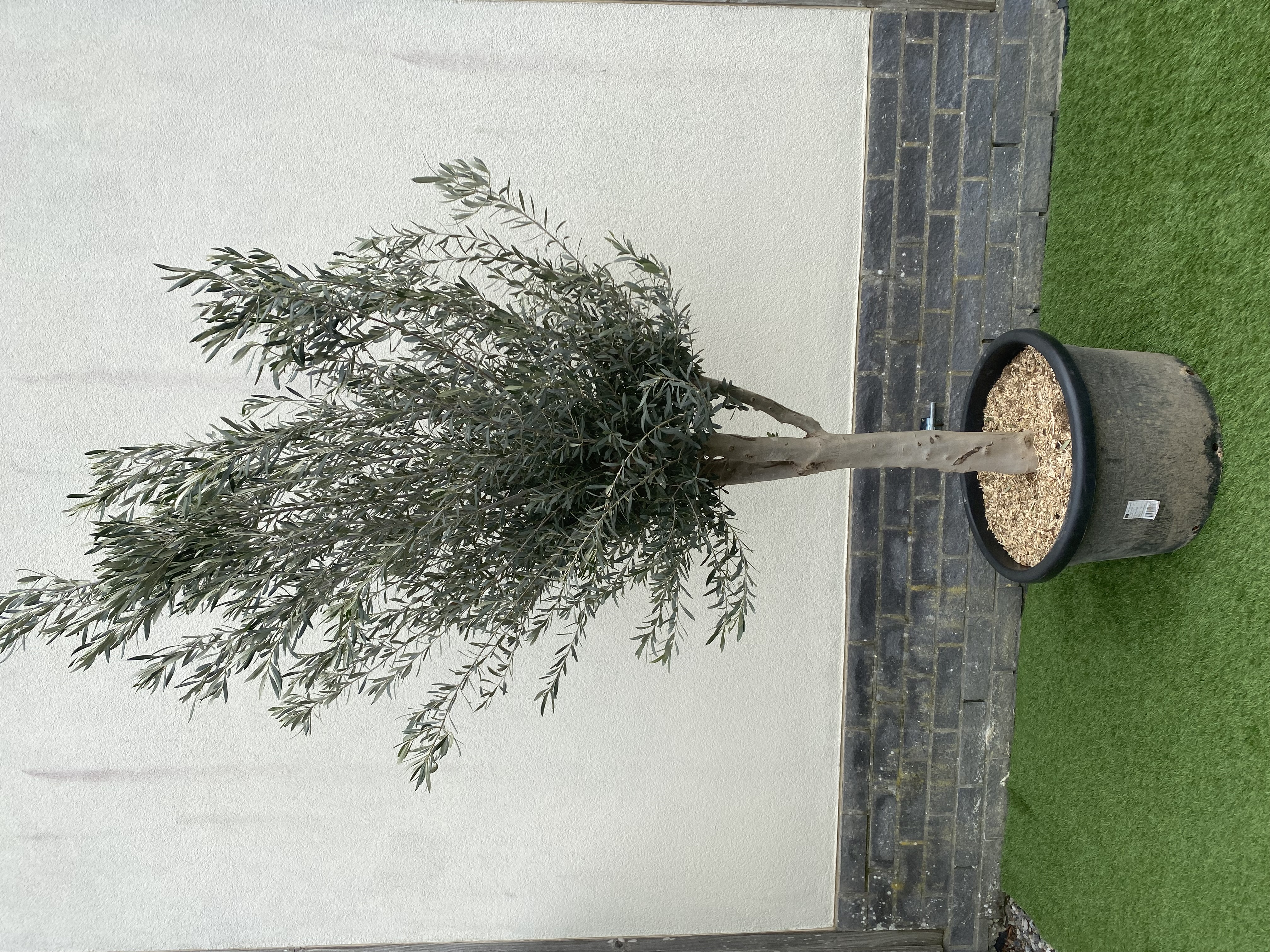 Olea Europaea 290cm
249€ ttc
