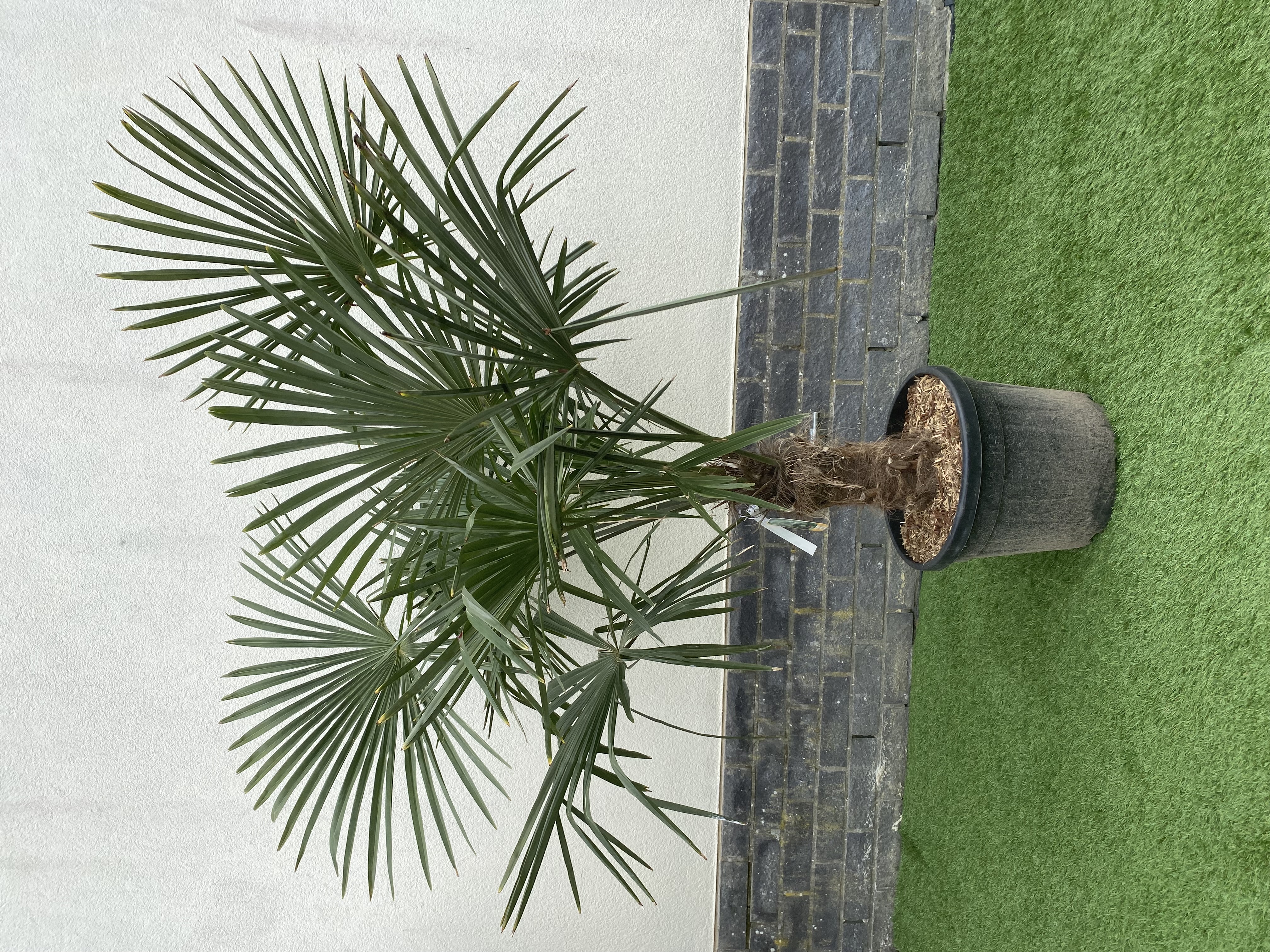 Trachycarpus Fortunei 190cm
149€ ttc