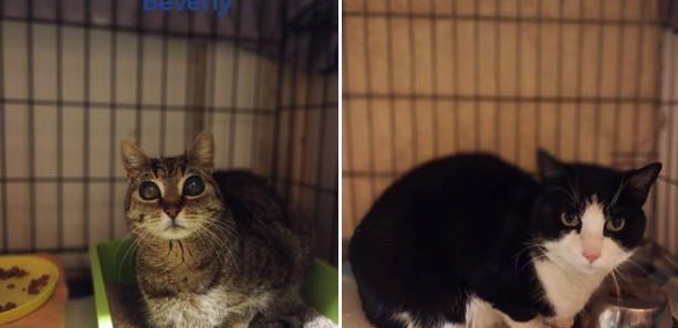 🐾 *Bienvenue à Beverly & bonita* 🐾