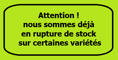 Rupture-de-stock