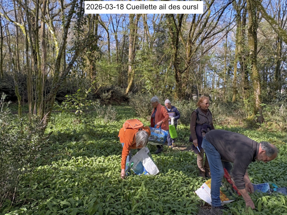 2026-Ail-des-ours