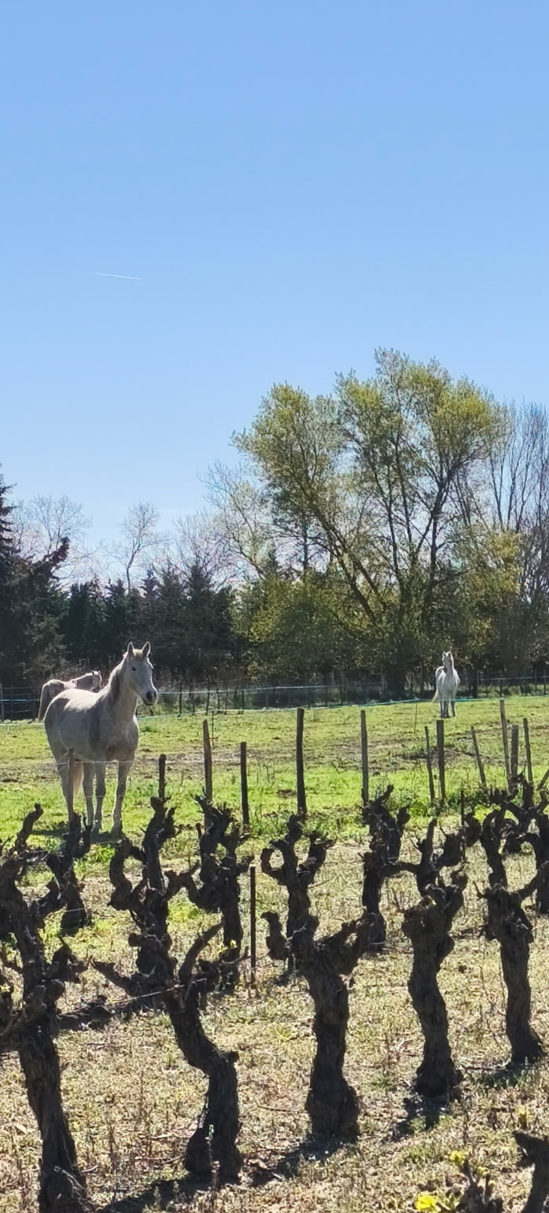 Pinede chevaux