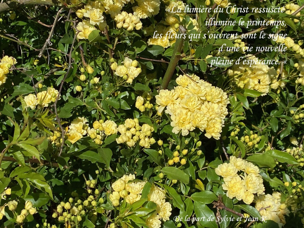 28-Fleurs-jaunes-Sylvie-et-Jean-R