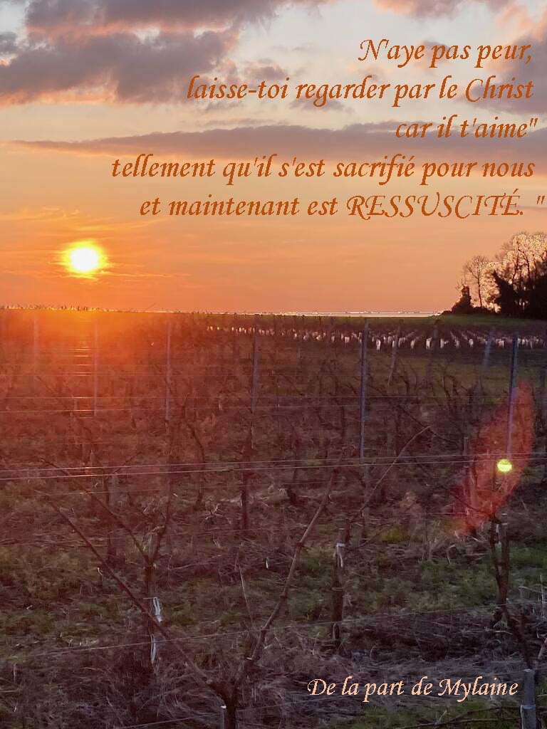 29-1079063015078461535-Coucher-soleil-vignes-Mylaine