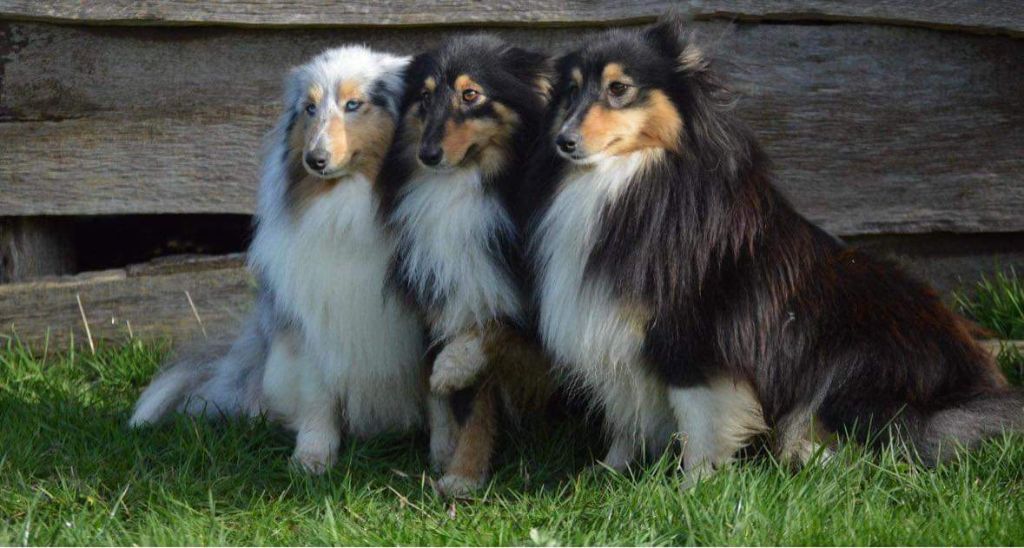 Chiens shetland sheepdog ed1c0fc1 c0c6 ea64 9529 9d47d6937ce4 min