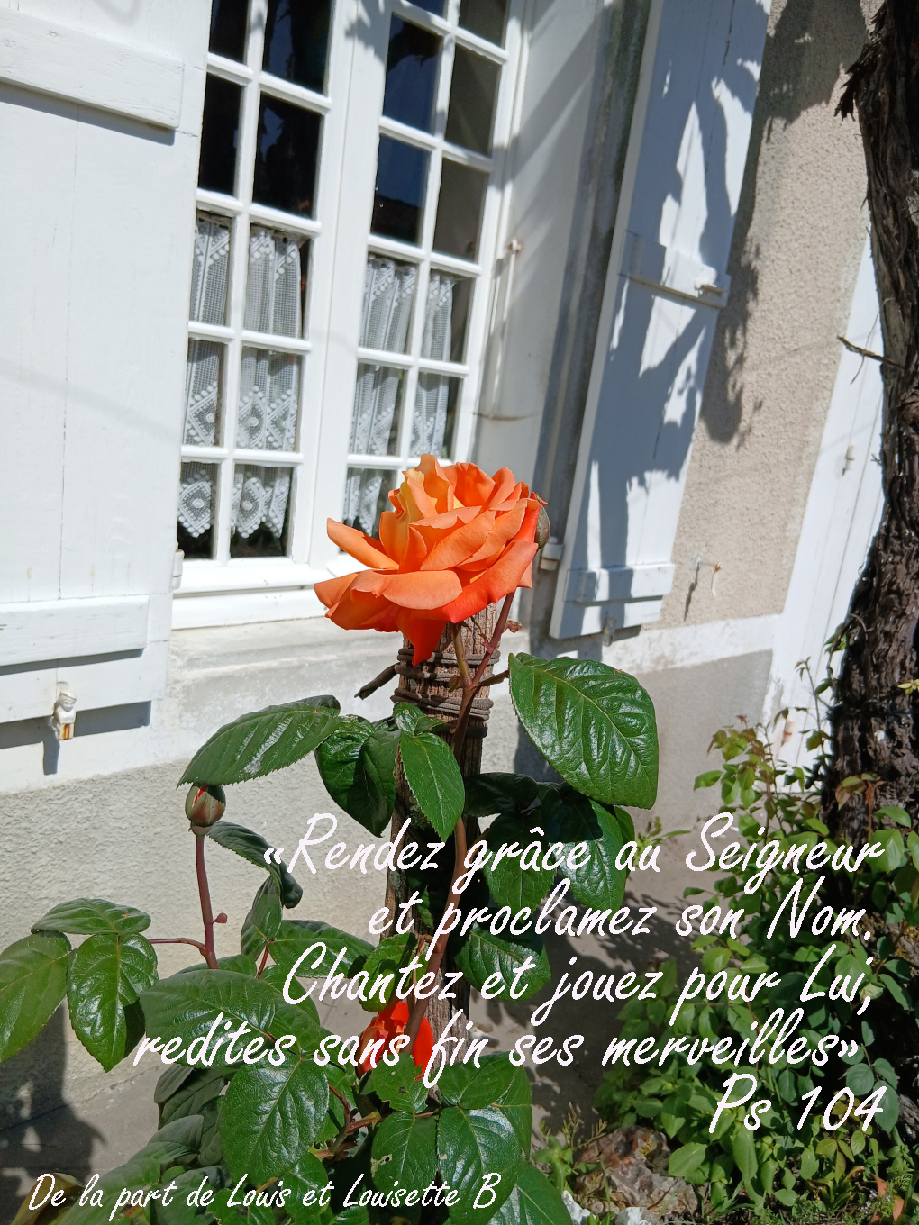 31-20260417 115710-Rose-fenetre-Louisette