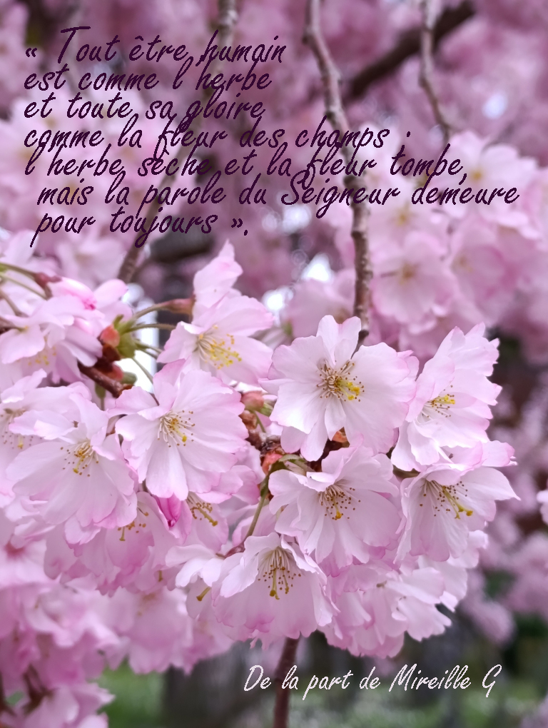 34-IMG 20260312 132438-Arbre-rose-Mireille-G-
