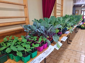 Legumes