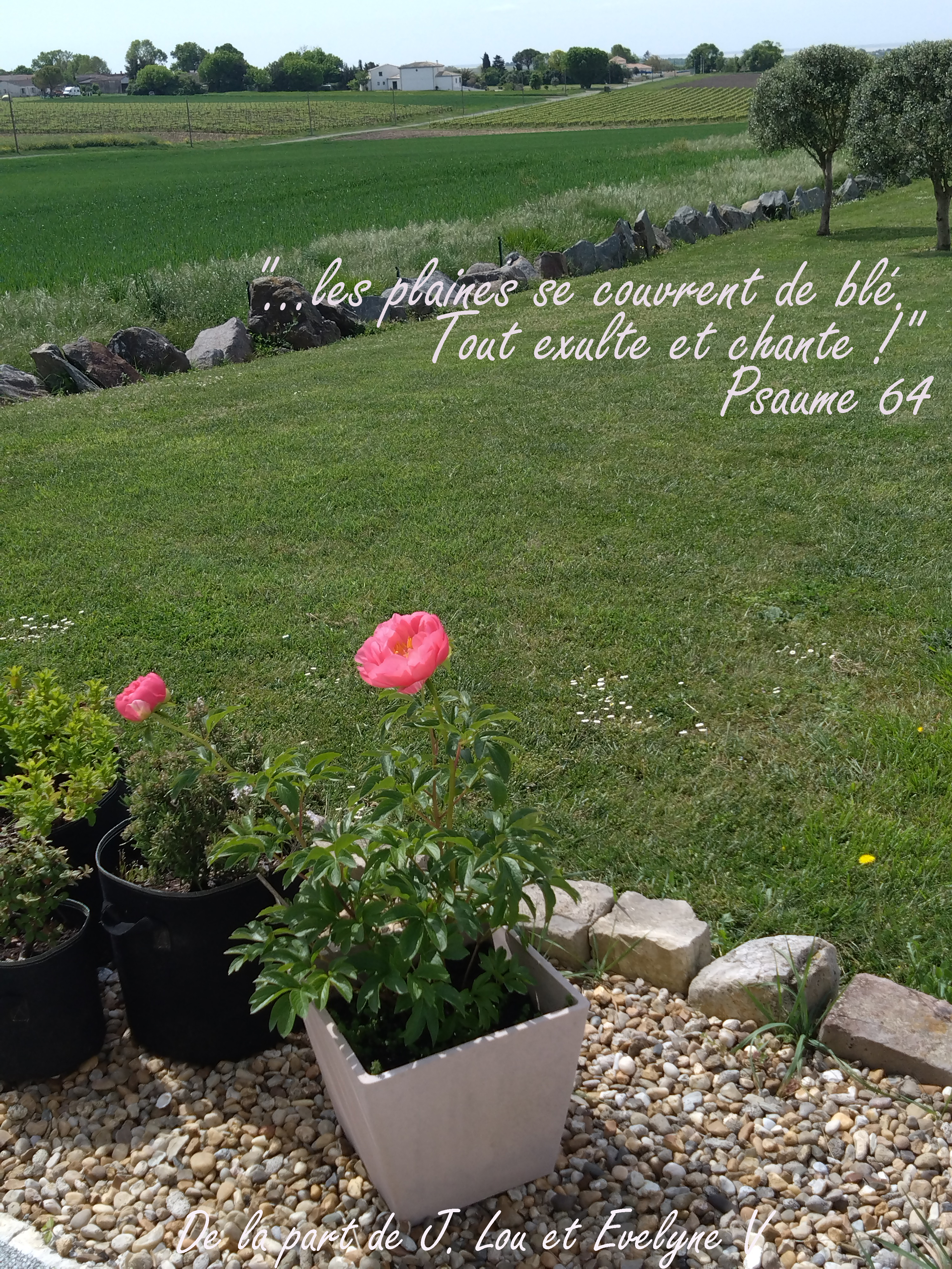 36 pivoine evelyne v
