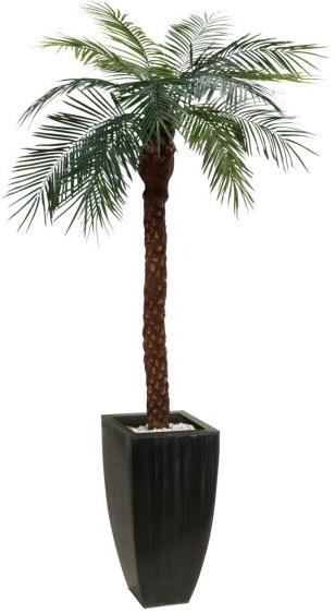 Palmier 210cm