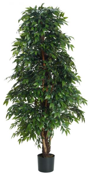 Ficus 180cm