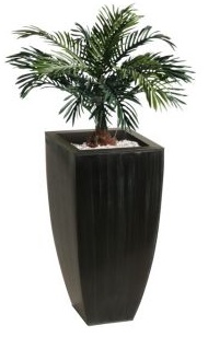 Cycas 80cm