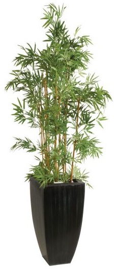 Bambou 190cm