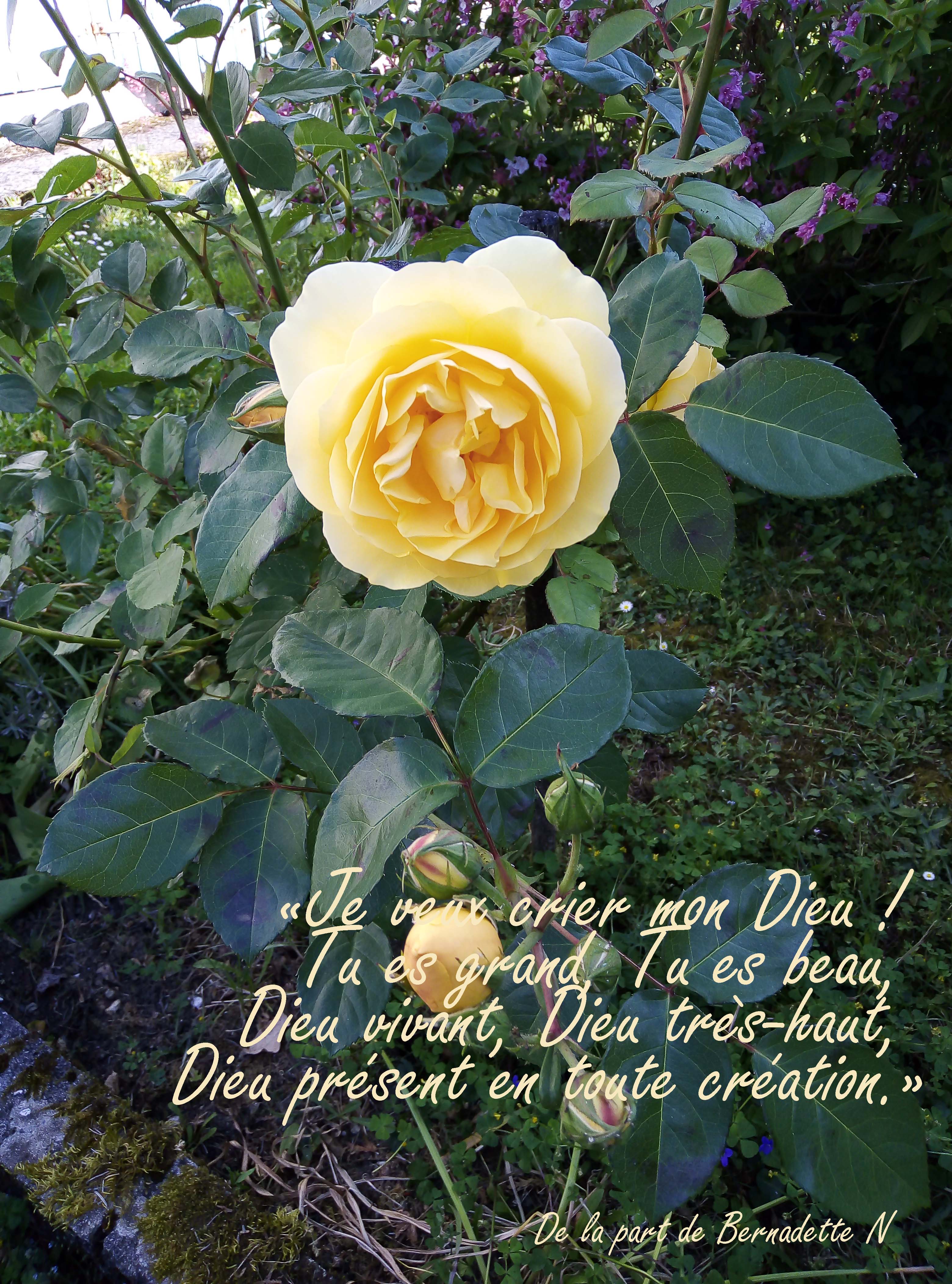 41-Bernadette-Rose-Jaune