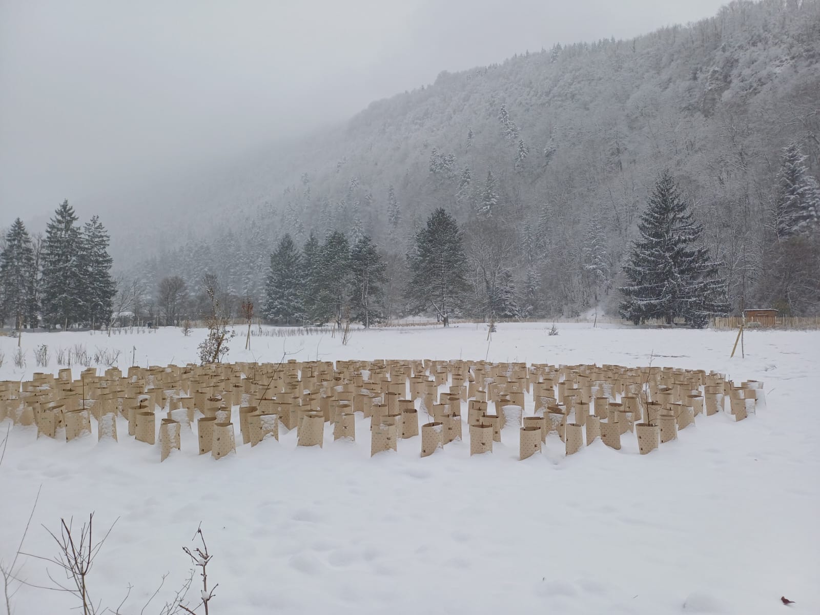 Oyonnax - chantier de dégagement des plants - sondage date