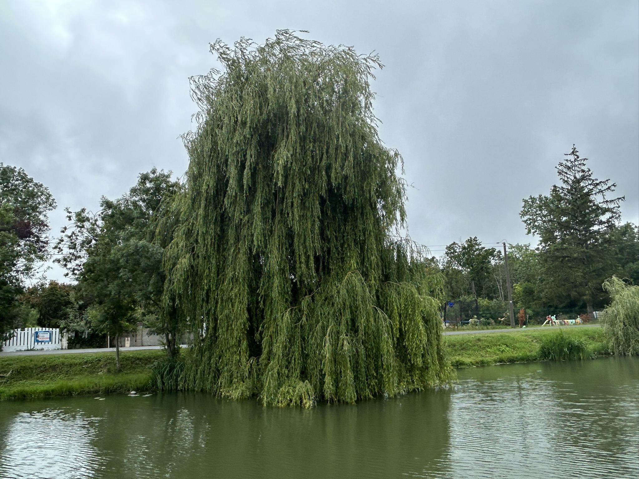 Saule