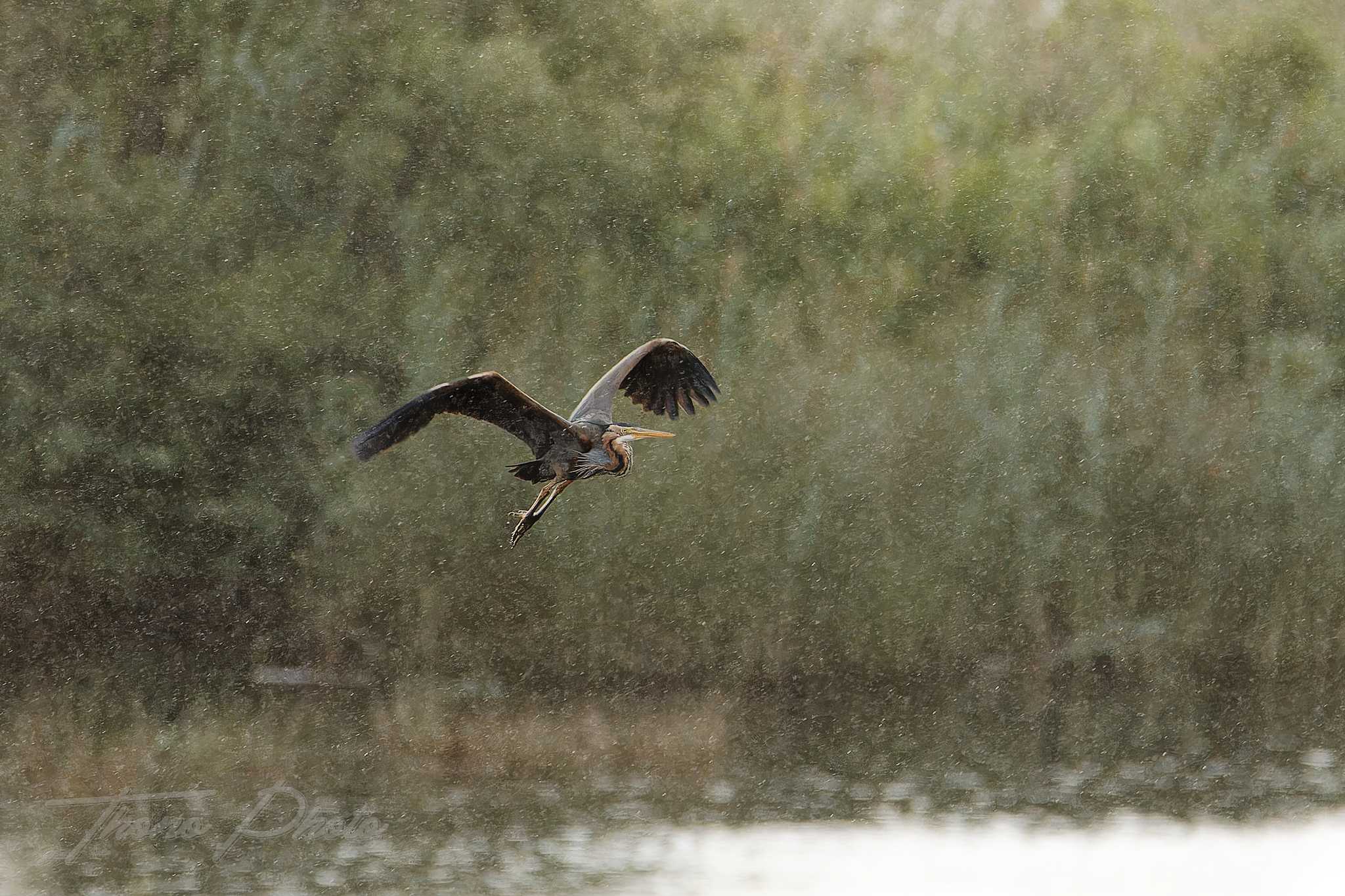 Heron pourpre lacanau 2026 05 14 6s5a4692f
