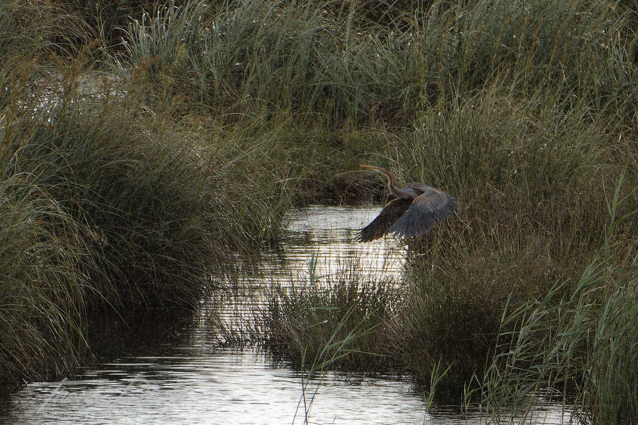 Heron pourpre lacanau 2026 05 14 6s5a4676f