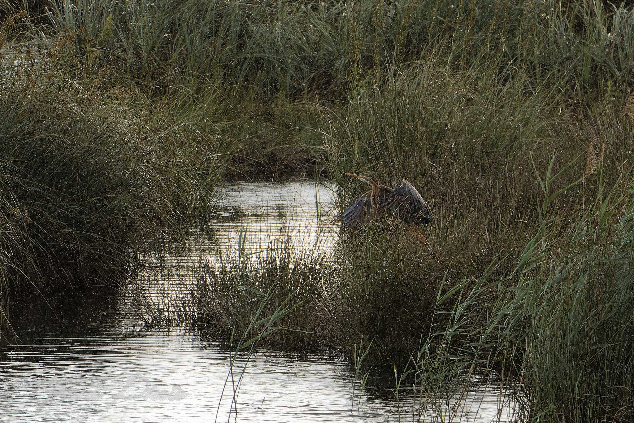Heron pourpre lacanau 2026 05 14 6s5a4675f