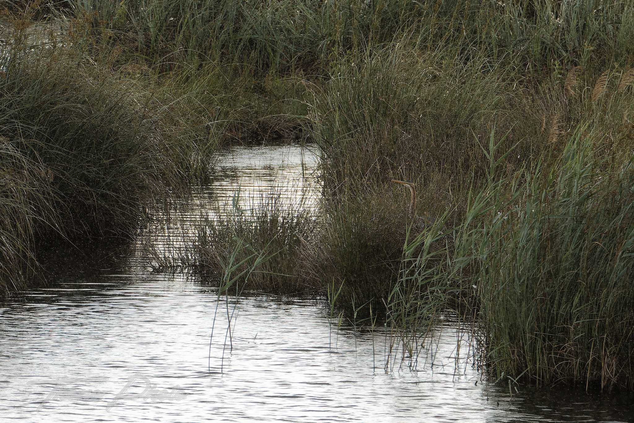 Heron pourpre lacanau 2026 05 14 6s5a4672f
