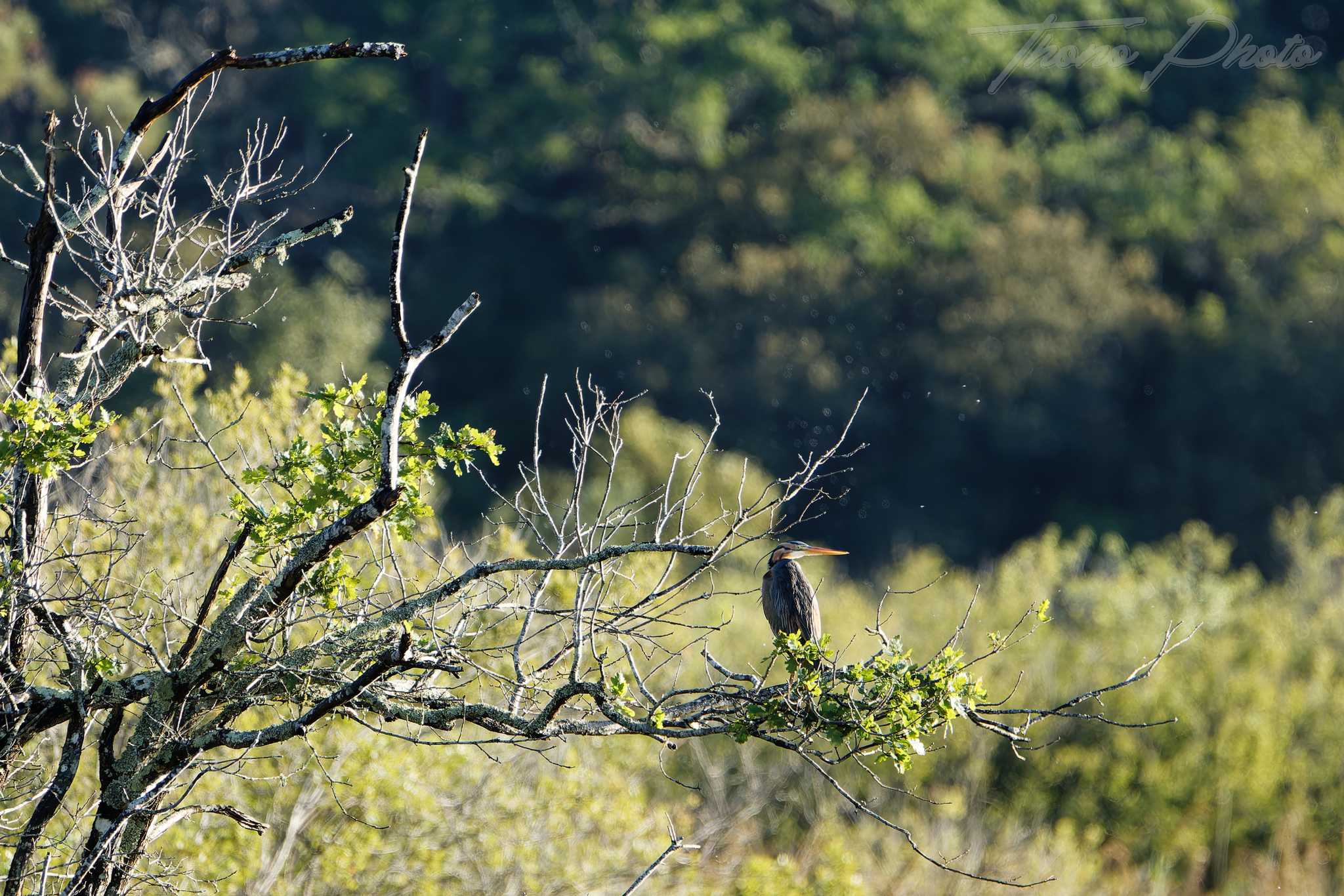 Heron pourpre lacanau 2026 05 15 6s5a4765f