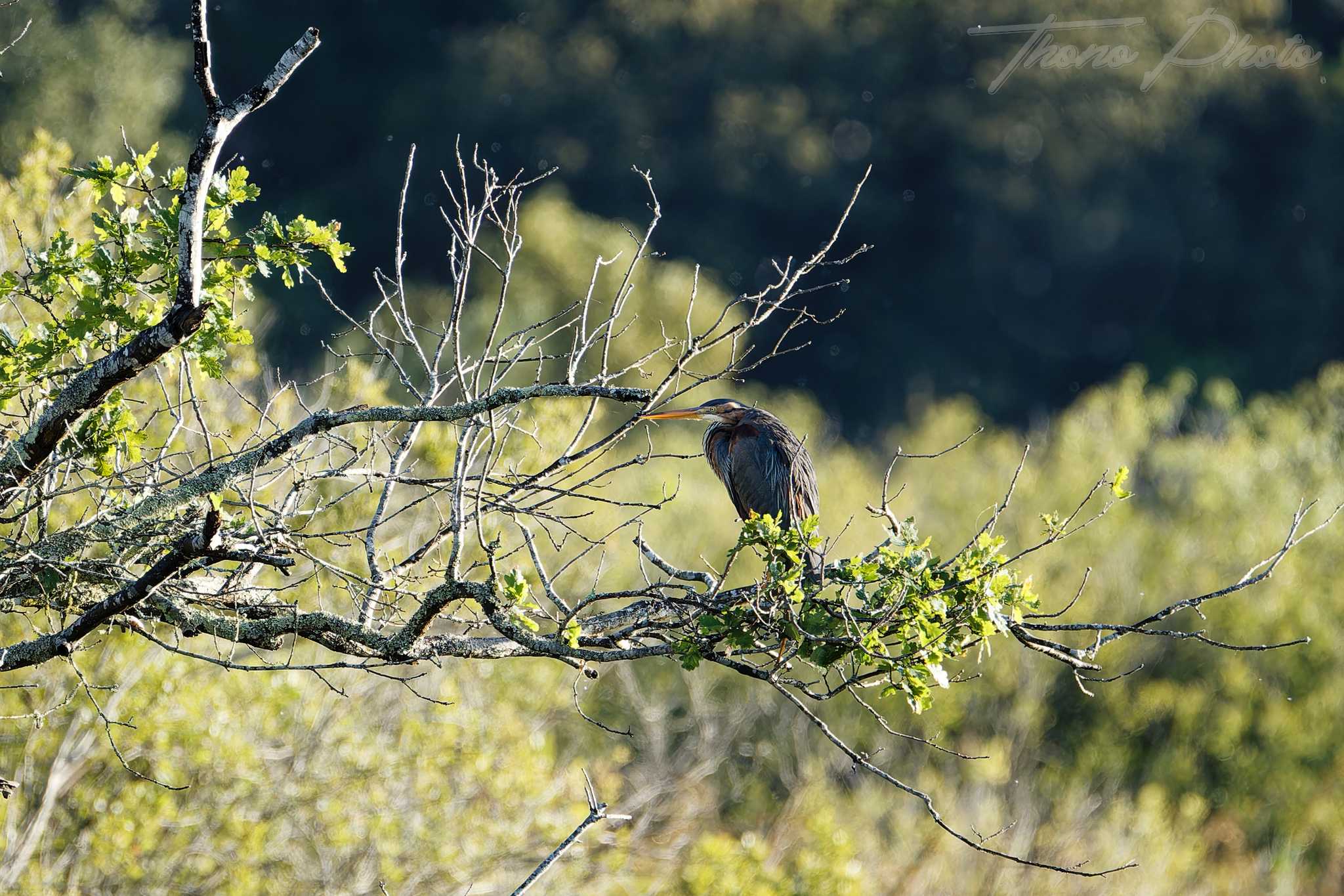 Heron pourpre lacanau 2026 05 15 6s5a4752f
