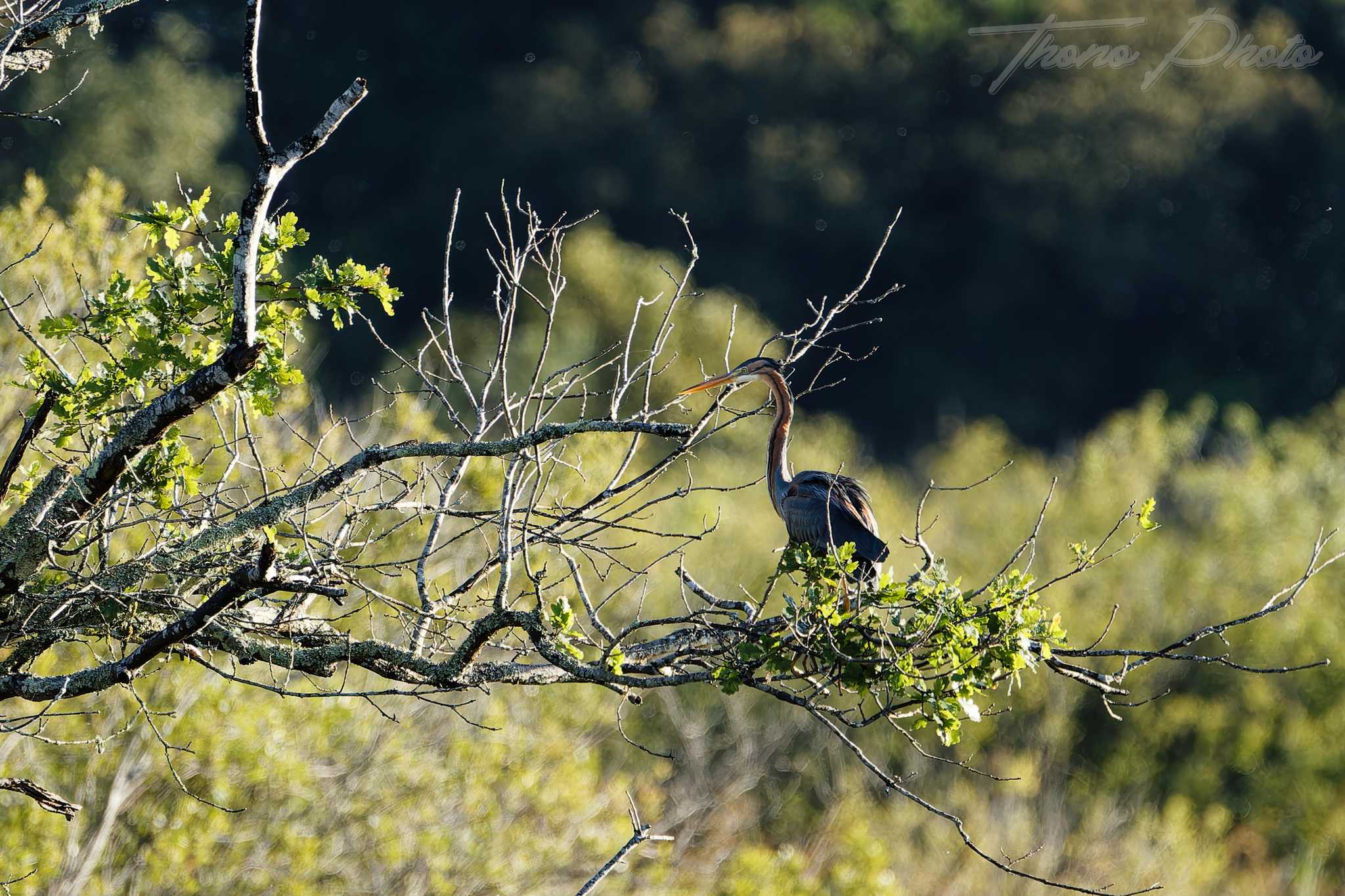 Heron pourpre lacanau 2026 05 15 6s5a4732f