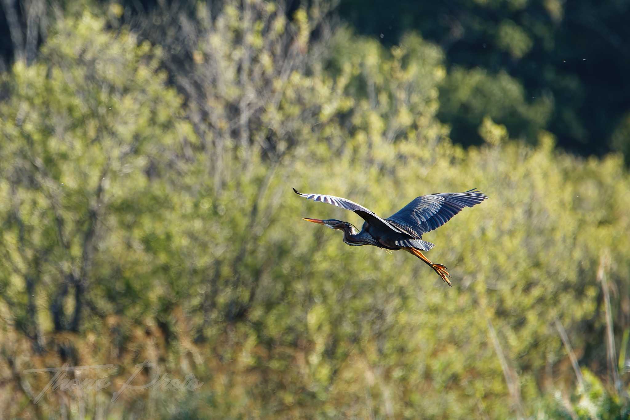 Heron pourpre lacanau 2026 05 15 6s5a4722f