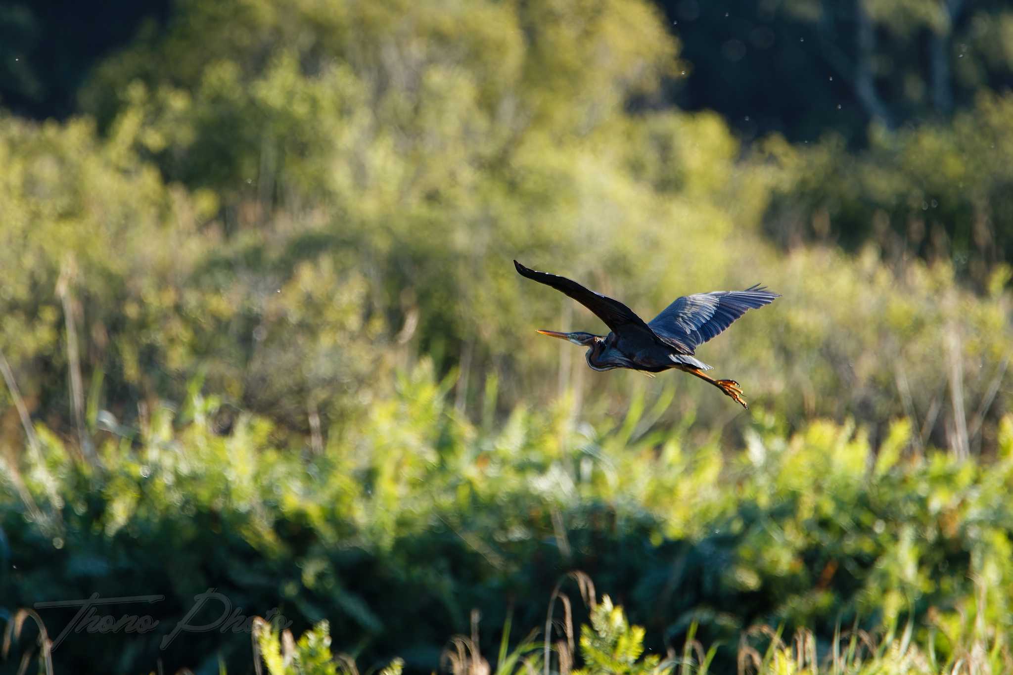 Heron pourpre lacanau 2026 05 15 6s5a4720f