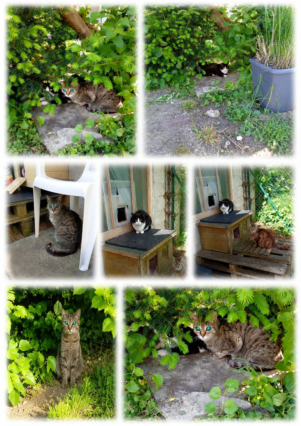 Des petites nouvelles de Beverly & Bonita😺😺