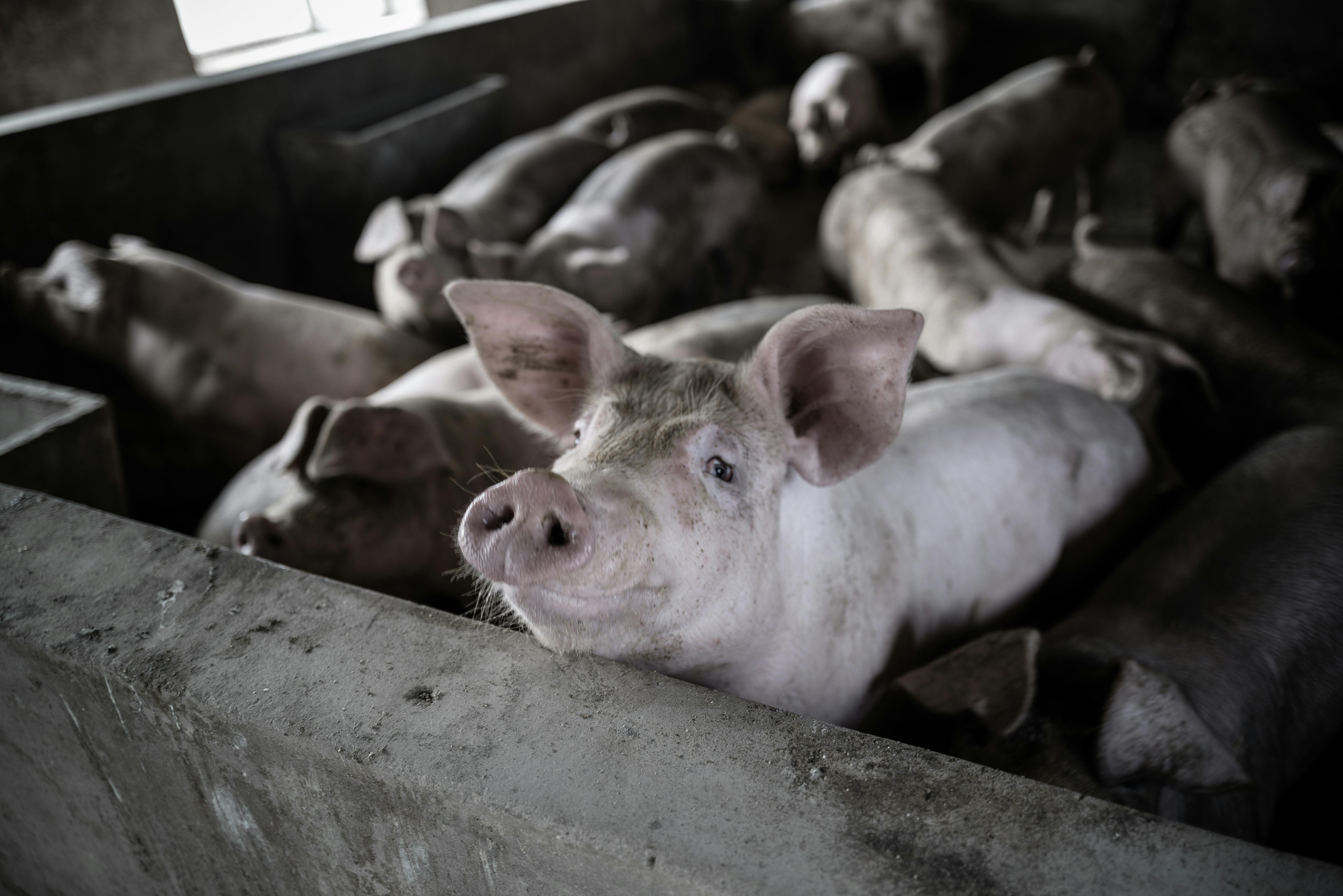 Audit marketing pour PME agroalimentaire en Nouvelle-Aquitaine
