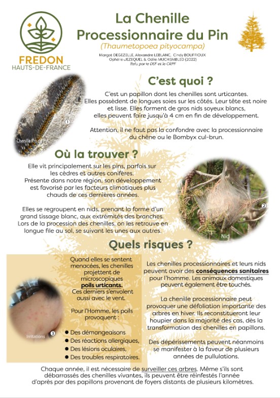 Chenilles-1
