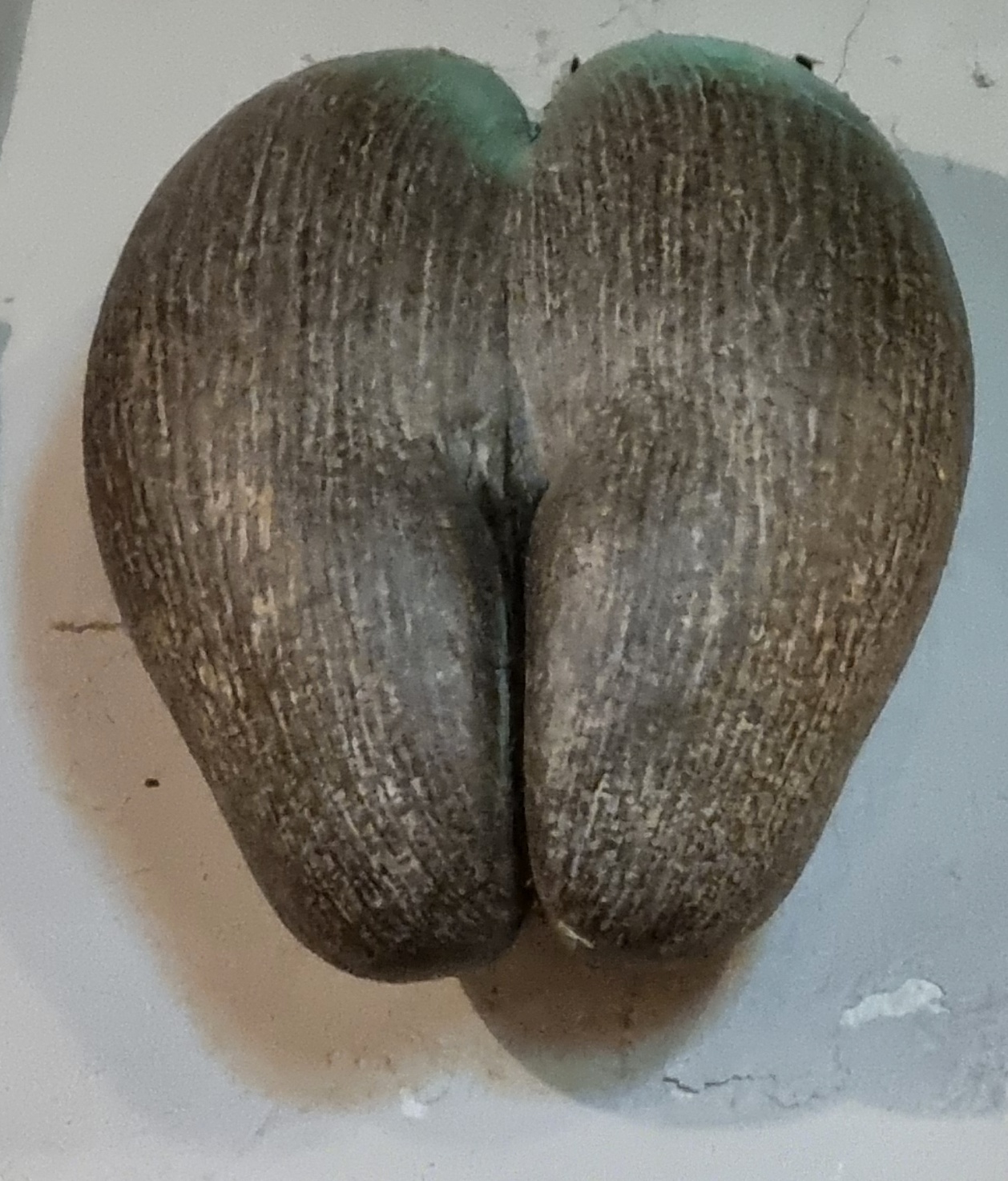 I-coco-fesse