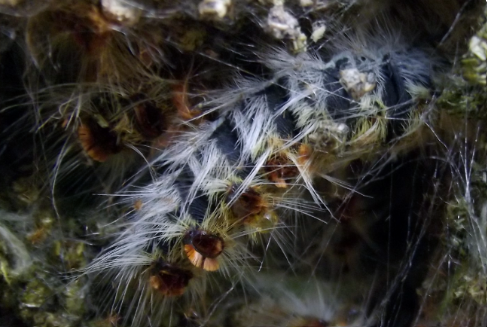 Chenille