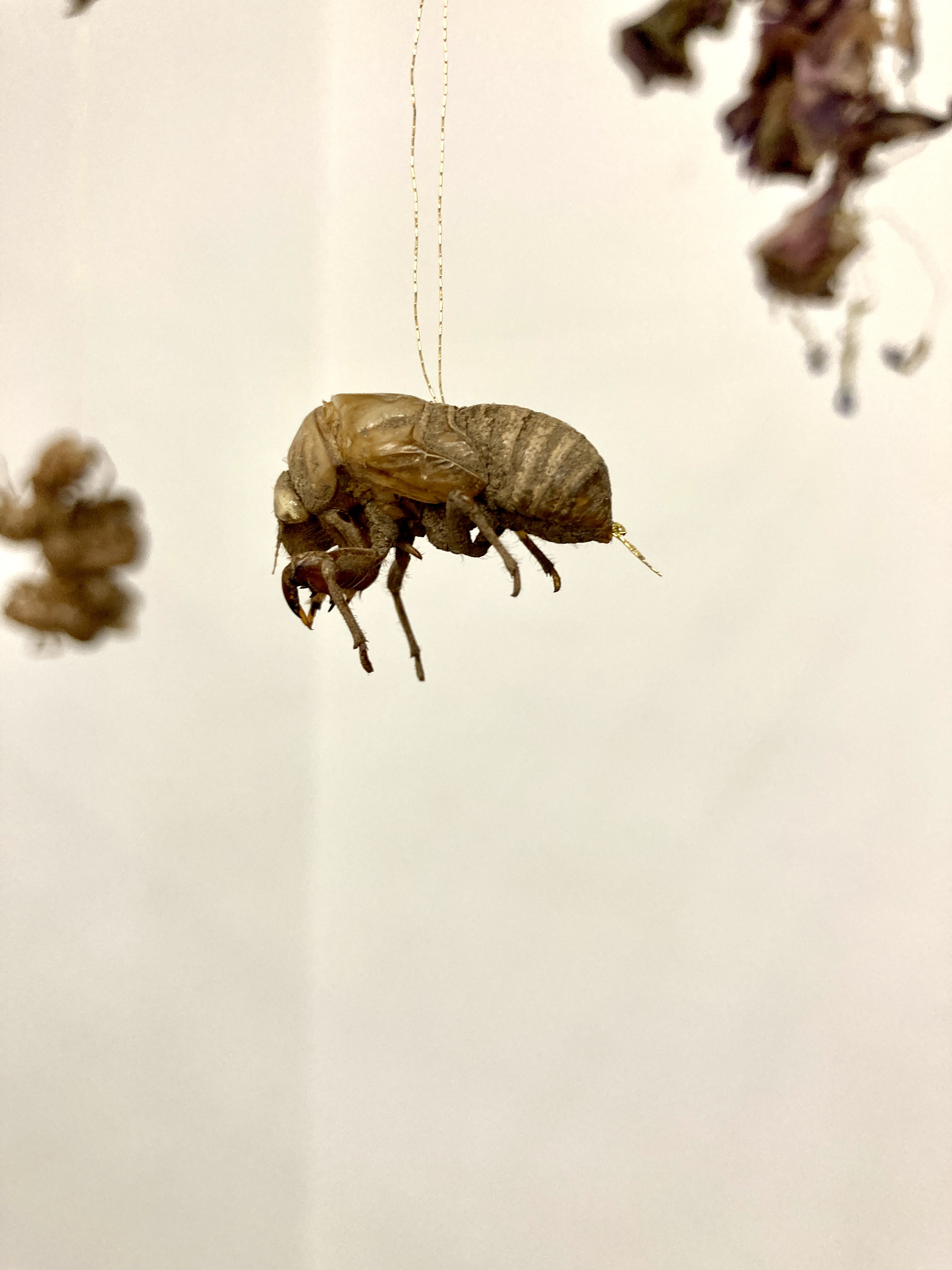 Img 0899