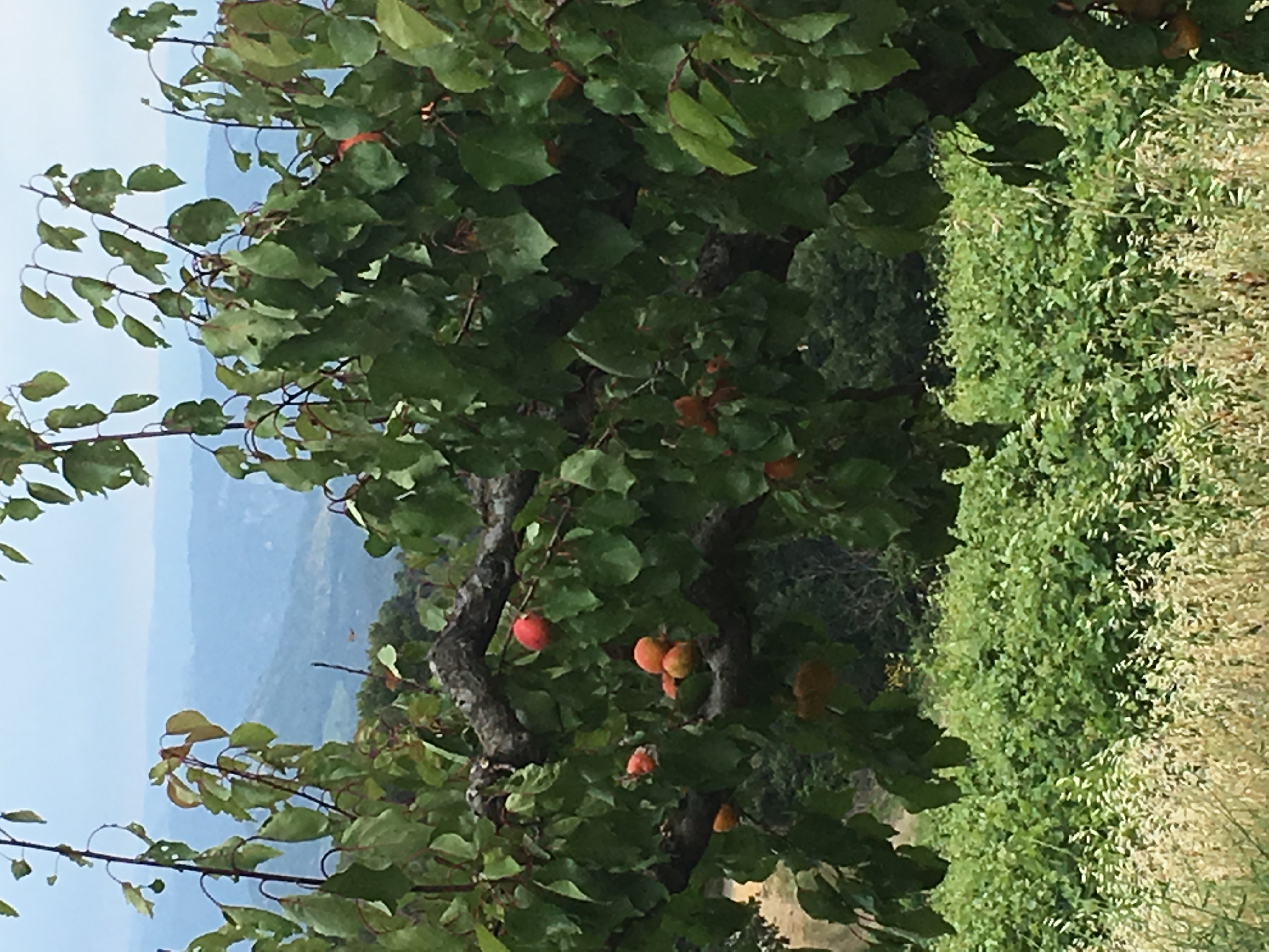 Abricots
