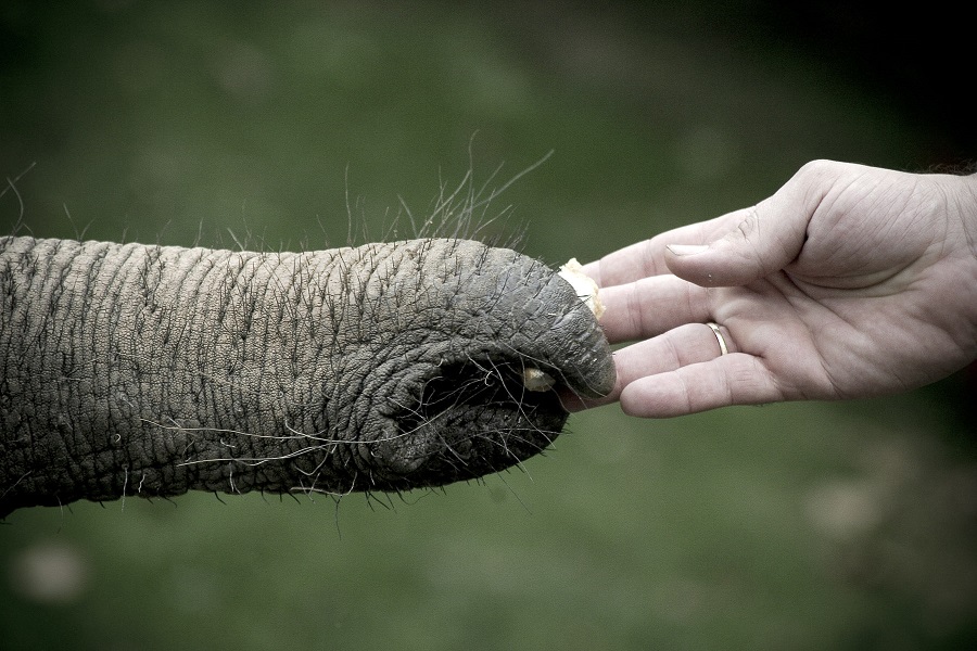 e lien entre l'animal et la personne en médiation animale
