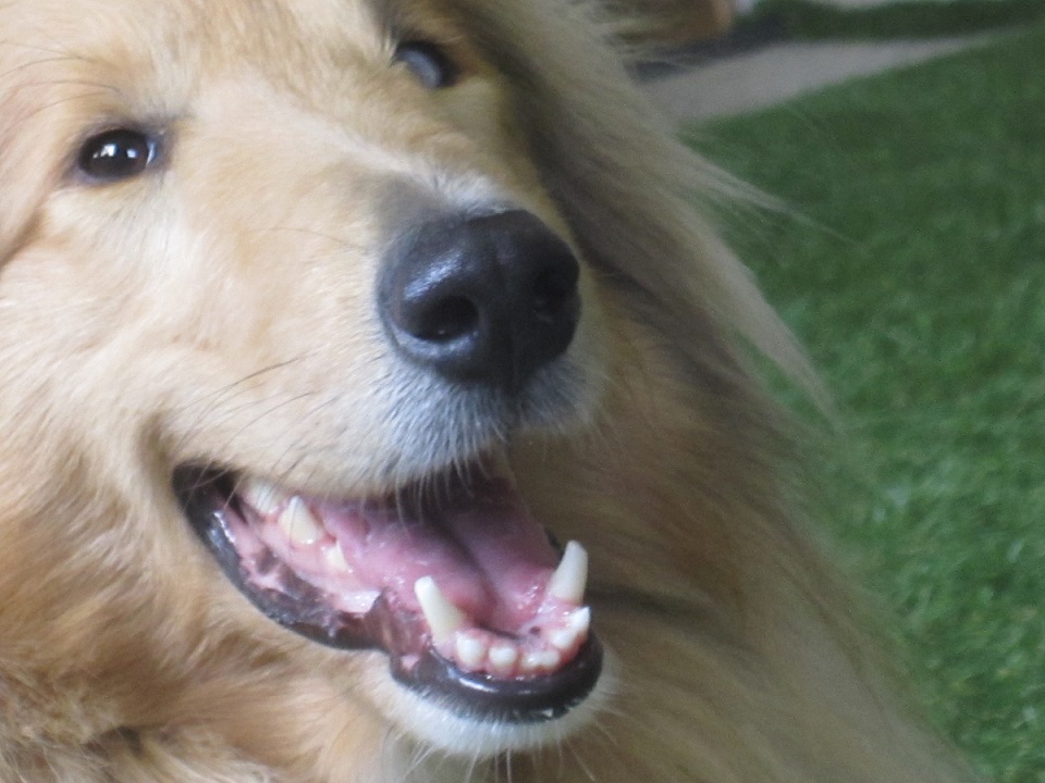  Respecter les qualités, les sensibilités et les limites du chien médiateur