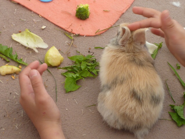 Bien-être animal et activités adaptées aux petits mammifères