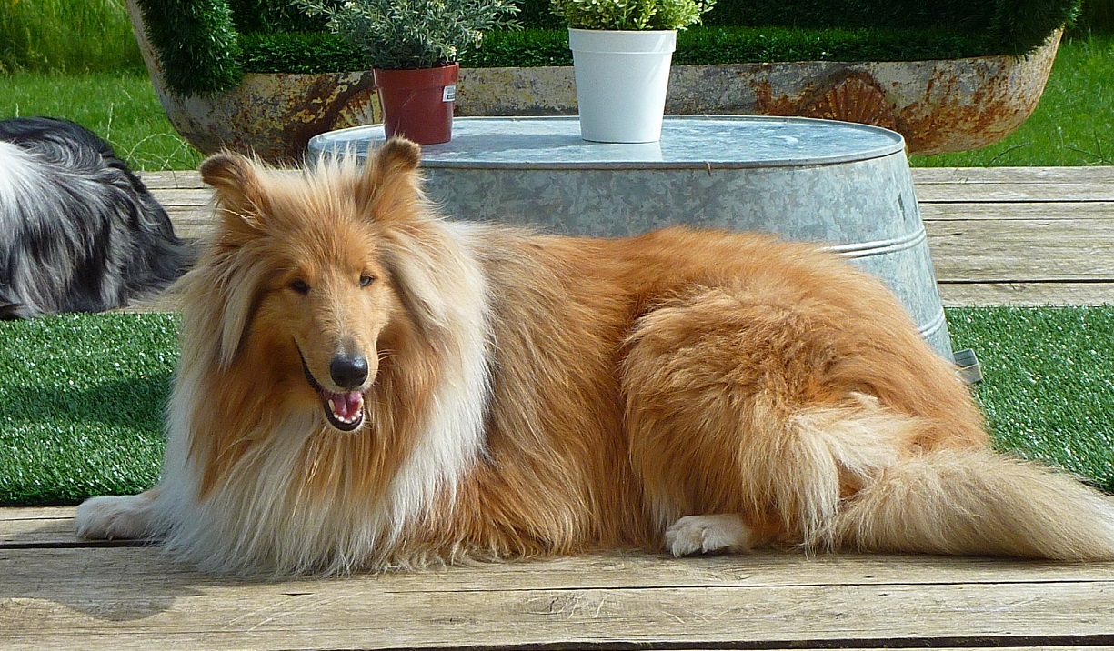 Bien-être et observation du chien partenaire en médiation animale