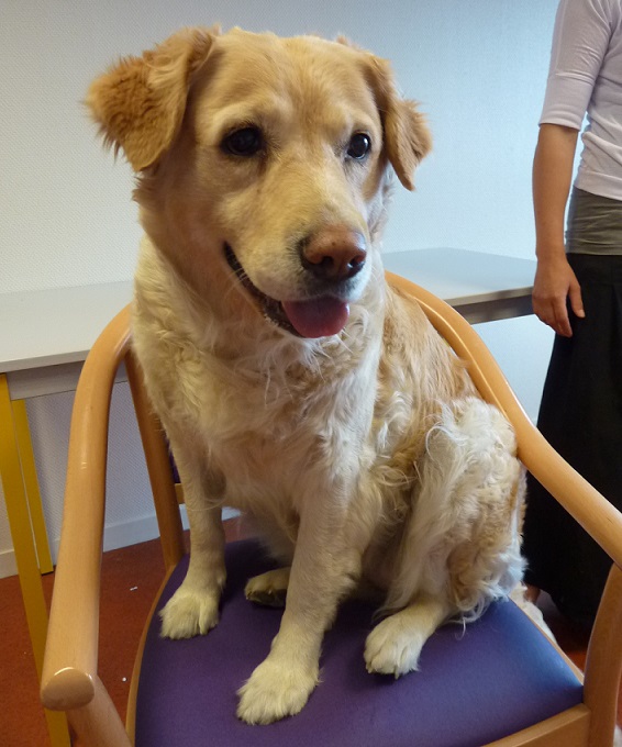  Prendre en compte les besoins spécifiques de chaque animal médiateur
