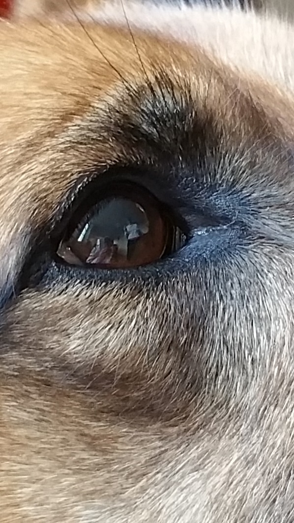 Regard d'un chien médiateur en médiation animale