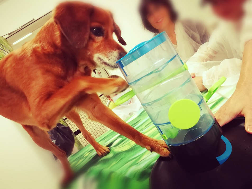 Observer le chien pour adapter les activités de médiation animale