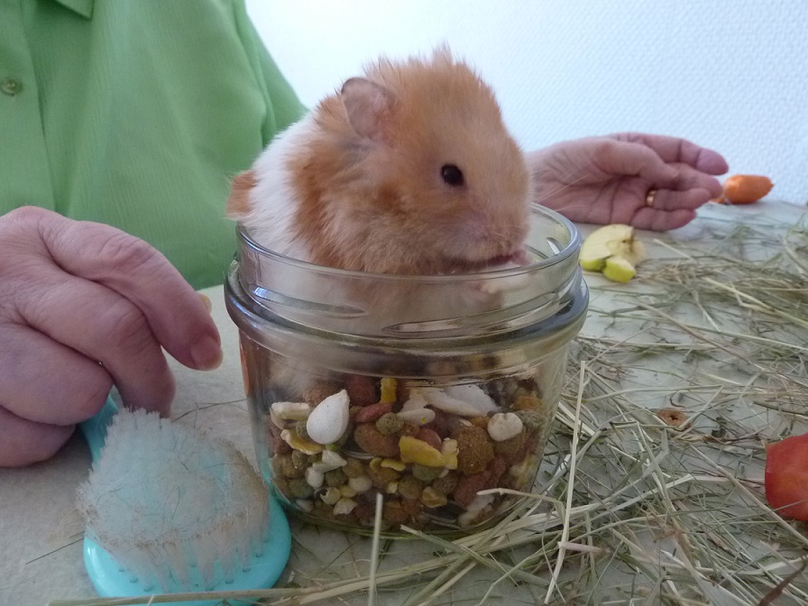 Les petits animaux favorisent une relation douce et rassurante