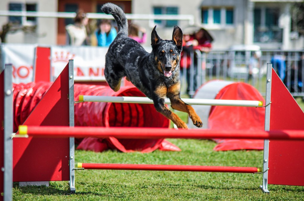 La club canin SPECA propose l'Agility où la coordination maître-chien est reine pour franchir des obstacles dans une ambiance dynamique.