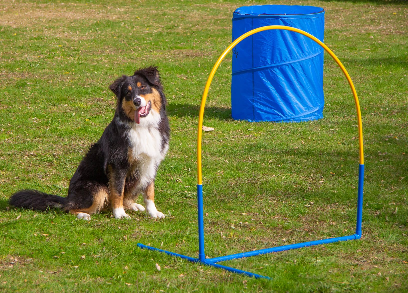 Le club SPECA vous propose le Hooper, une activité sportive basée sur la communication maître-chien à distance. 