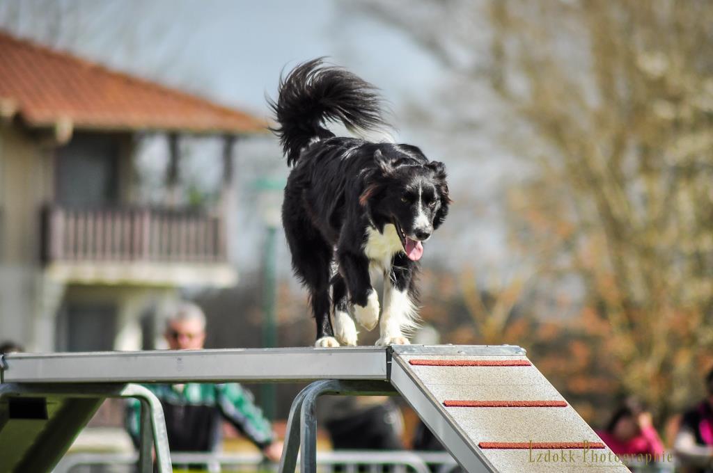 Le club SPECA, concours d'agility