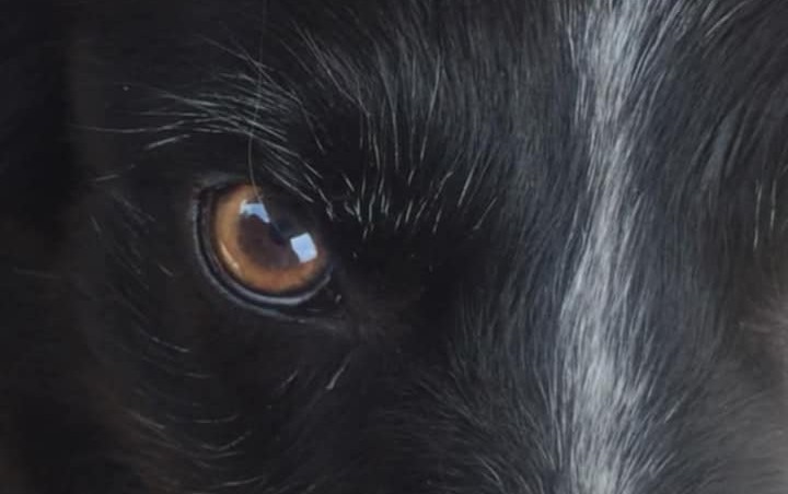 Le club canin SPECA vous accueille les mercredis et samedis à Saint-Paul-lès-Dax