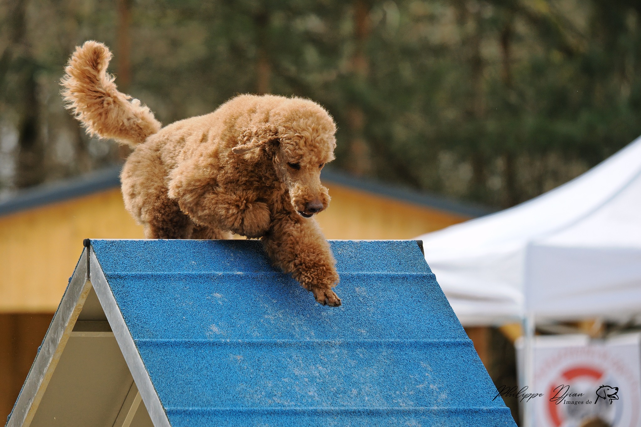 l'Agility, une activité à partager avec votre compagnon à quatre pattes au club canin SPECA